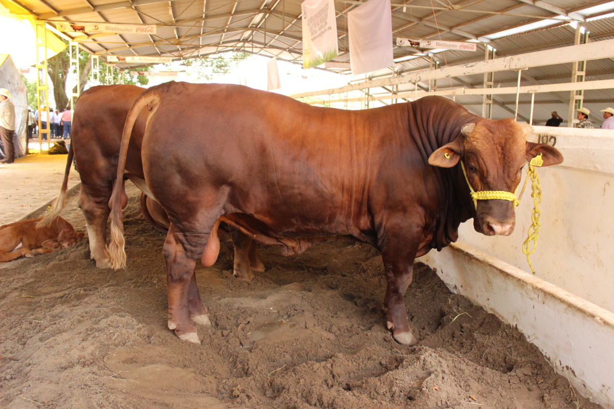 BEEF 1