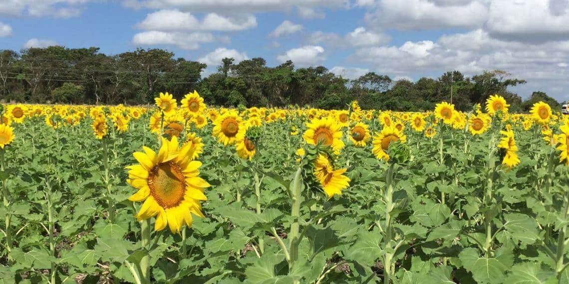 santuario-girasol-tabasco.jpg
